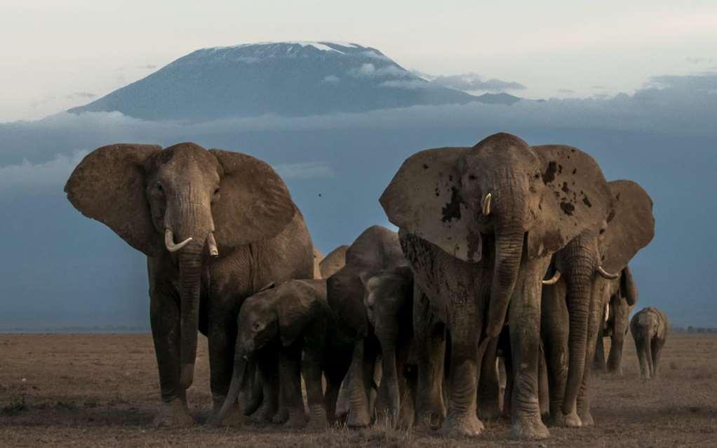 Amboseli Serena Safari Lodge Zařízení fotografie