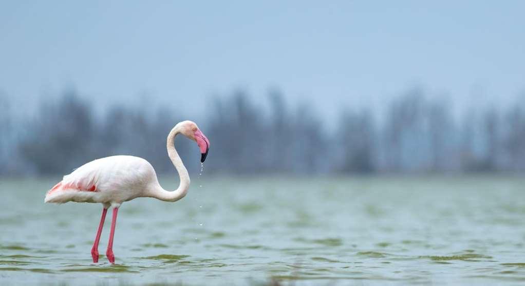 Amboseli Serena Safari Lodge Zařízení fotografie